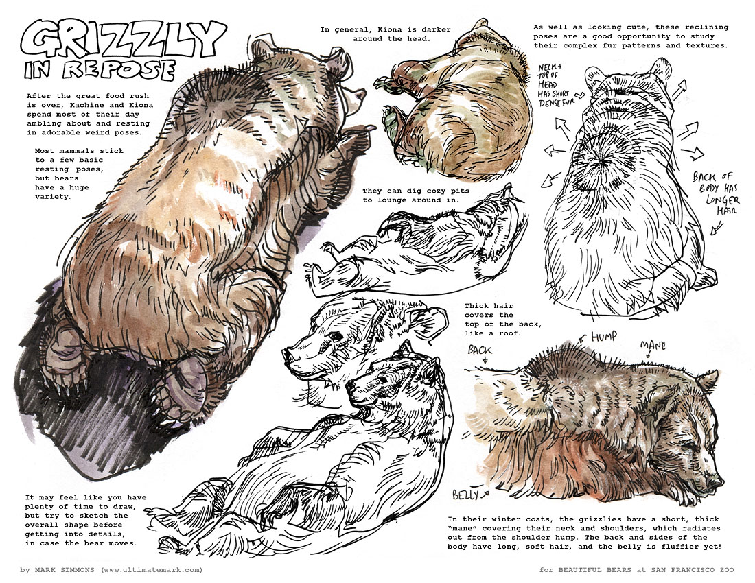 Daily Animal Sketch – De Brazza's Monkey – Last of the Polar Bears